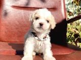 Sevimli Ufacık Boyut Maltipoo Yavrular