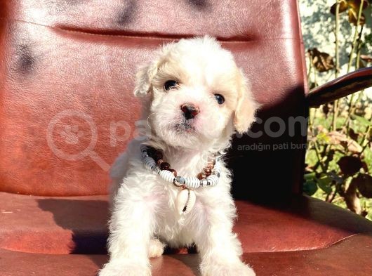 Sevimli Ufacık Boyut Maltipoo Yavrular görsel