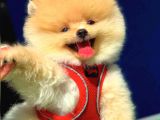 Irk Ve Sağlık Garantili Pomeranian Boo Yavrularımız