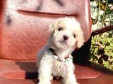 Sevimli Ufacık Boyut Maltipoo Yavrular