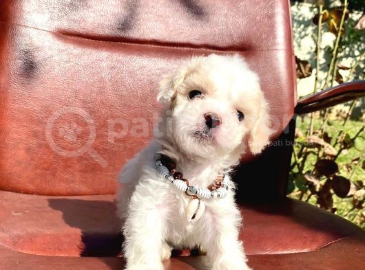 Sevimli Ufacık Boyut Maltipoo Yavrular