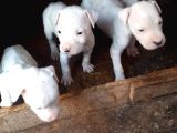 4 Dişi Dogo Argentino
