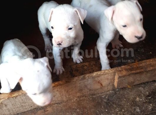 4 Dişi Dogo Argentino görsel
