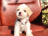 Sevimli Ufacık Boyut Maltipoo Yavrular