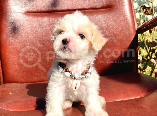 Sevimli Ufacık Boyut Maltipoo Yavrular görsel