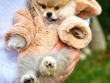 Gülen Surat Pomeranian Boo Oğlumuz Mike
