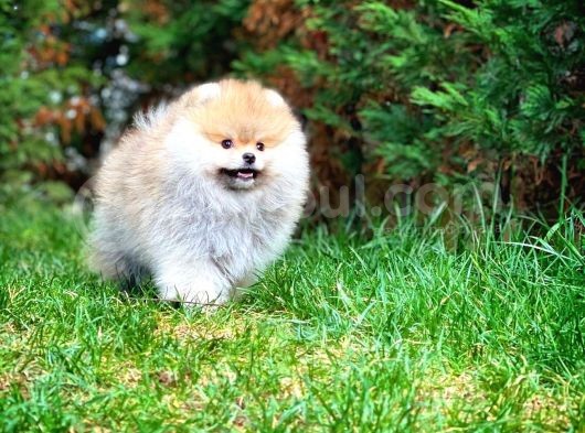 Gülen Surat Pomeranian Boo Oğlumuz Mike görsel