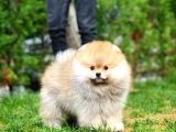 Gülen Surat Pomeranian Boo Oğlumuz Mike