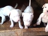 4 Dişi Dogo Argentino