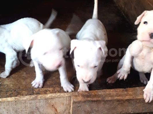 4 Dişi Dogo Argentino