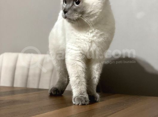 1 Yaşında Akti̇f Blue Poi̇nt Erkek (Baba Oldu) görsel