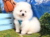 Pomeranian Boo Teddy Bear Yavrular