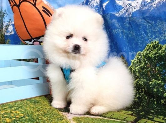 Pomeranian Boo Teddy Bear Yavrular görsel