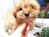 Xsmall Maltipoo Bebeğim