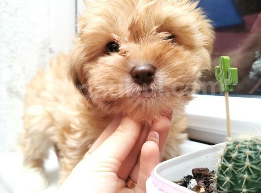 Xsmall Maltipoo Bebeğim görsel