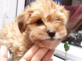 Xsmall Maltipoo Bebeğim