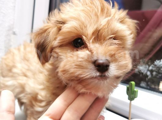 Xsmall Maltipoo Bebeğim görsel