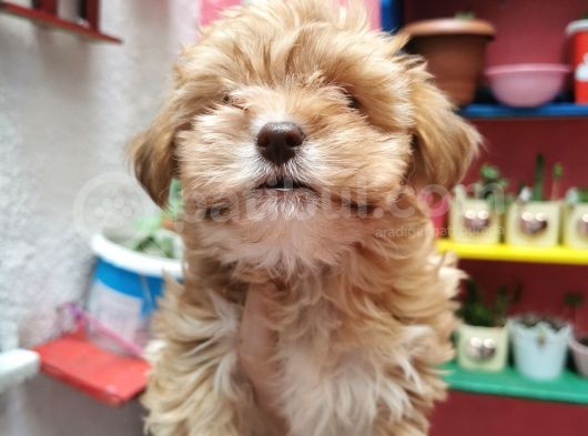 Xsmall Maltipoo Bebeğim görsel