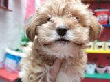 Xsmall Maltipoo Bebeğim