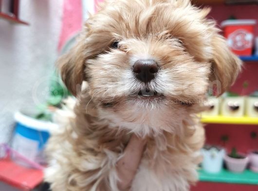 Xsmall Maltipoo Bebeğim görsel