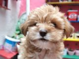 Xsmall Maltipoo Bebeğim