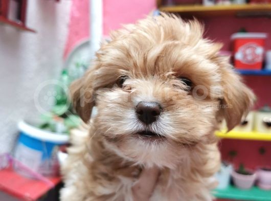 Xsmall Maltipoo Bebeğim görsel