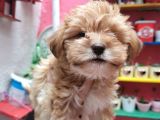 Xsmall Maltipoo Bebeğim