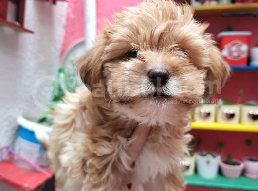 Xsmall Maltipoo Bebeğim