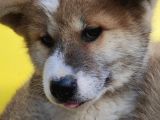Japon Akita