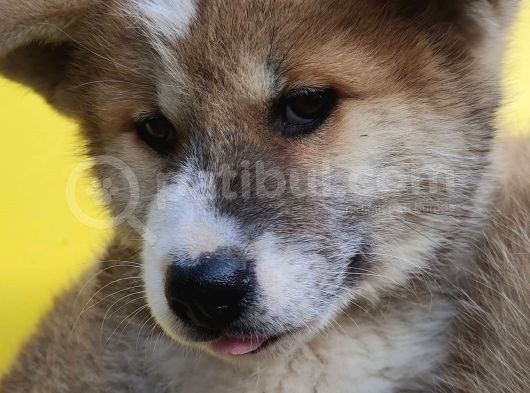 Japon Akita görsel