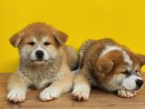 Japon Akita