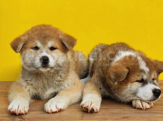 Japon Akita görsel