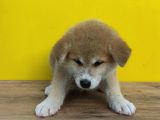 Japon Akita