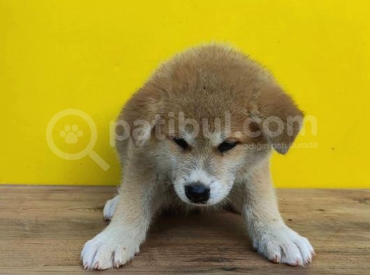 Japon Akita görsel