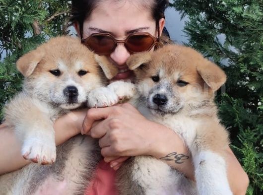 Akita İnu Yavrularımız görsel
