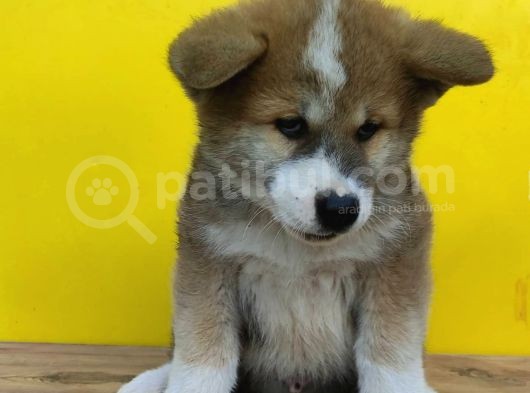 Japon Akita