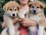 Akita İnu Yavrularımız
