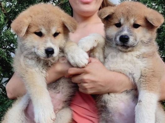Akita İnu Yavrularımız görsel