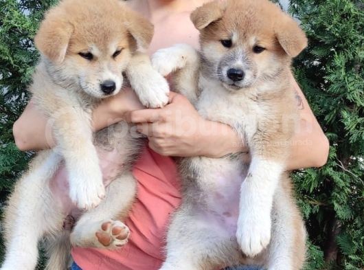 Akita İnu Yavrularımız görsel