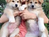 Akita İnu Yavrularımız