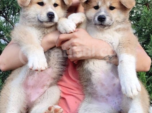 Akita İnu Yavrularımız