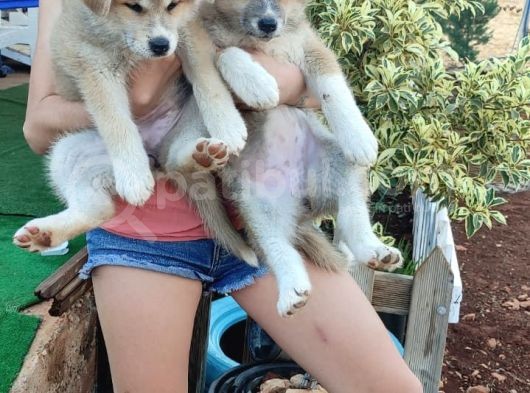 Akita İnu Yavrularımız görsel