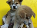Akita