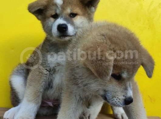 Akita görsel