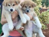 Akita İnu Yavrularımız