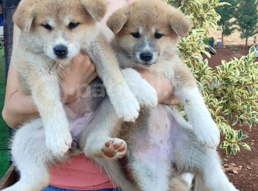 Akita İnu Yavrularımız görsel