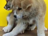 Akita