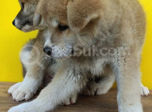 Akita