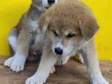 Akita