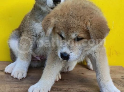 Akita görsel